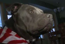 Adopted Dog Waits Months to Meet His Military Owner in Person