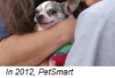 How to Assemble a Pet Suppy Kit for Your FIDO