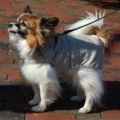 Keep FIDO Warm AND Stylish this Fall !