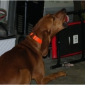 Cadaver dogs: What is takes to become one