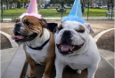 Open invitation to all dog lovers: Ultimate social networking conference and contest