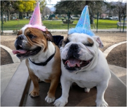 Open invitation to all dog lovers: Ultimate social networking conference and contest