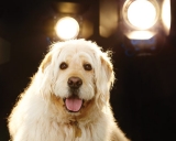 How to Break a Dog Into Show Business