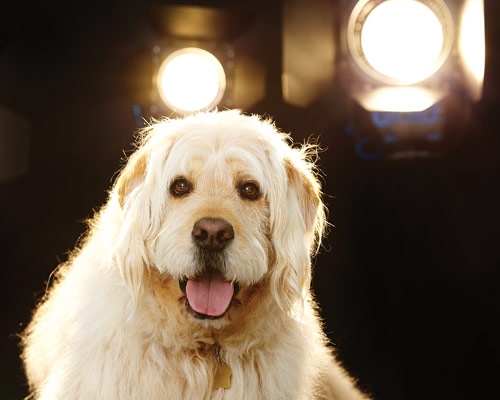 How to Break a Dog Into Show Business