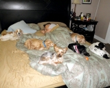 Sleeping With the Pack