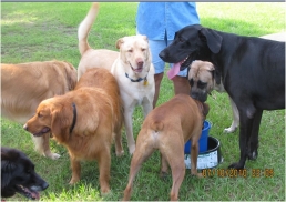 Dog Park Visits: Preparing Kids for a Safe First Experience