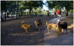Hot Topic Dog Park Readiness for Fido’s First Visit