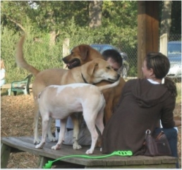 Dog Park Safety Challenges for Children