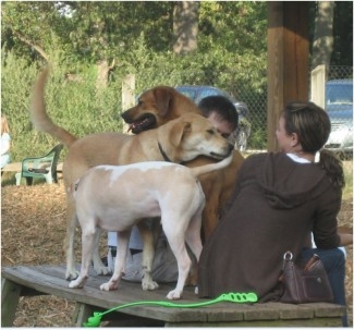 Dog Park Safety Challenges for Children