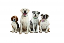 WIN one of 2 wag-worthy Tagg—The Pet Tracker™ prizes