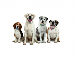 WIN one of 2 wag-worthy Tagg—The Pet Tracker™ prizes