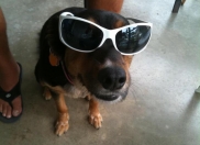 CLOSED - Enter our FUNNY FIDO Picture Contest