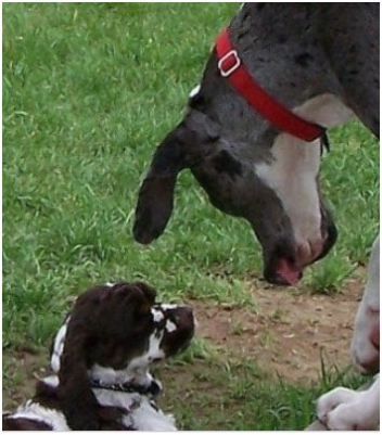 Hot Topic 6 Large Breed Dog Myths – Busted!