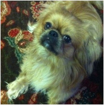 Cuteness helps lost dog find his way home: Kleenex alert