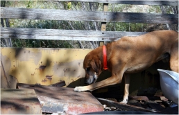 Cadaver dogs: What is takes to become one