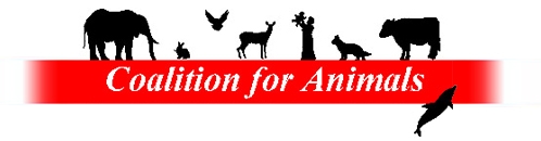 Coalition for Animals