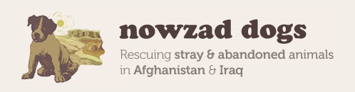 Nowzad Dogs