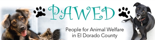 Pawed Pets