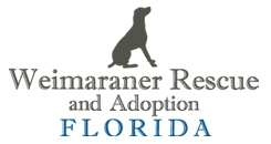 Weimaraner Rescue and Adoption Florida
