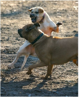 Dog Park Trouble: Tips for Handling Over-Excitement or Conflict