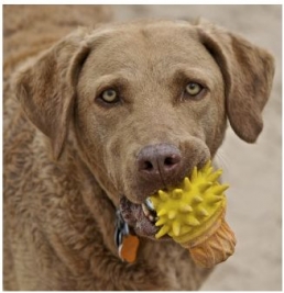 Photographing Fido: Dog Tips & Tricks from an Expert