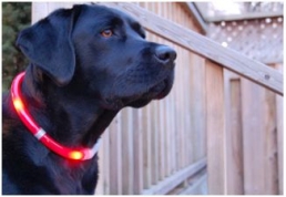 Want to keep your dog safe in the dark? New Glowdoggie LED collar hits the market