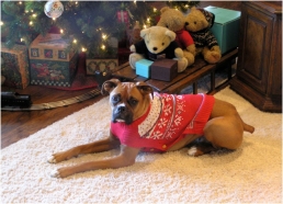 Martha Stewart Pets™ Fair Isle Sweater: FIDO Friendly product review