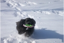 FIDO Friendly Magazine Reveals Top Ten Items for Dogs in Winter