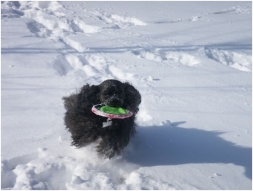 FIDO Friendly Magazine Reveals Top Ten Items for Dogs in Winter
