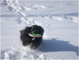 FIDO Friendly Magazine Reveals Top Ten Items for Dogs in Winter