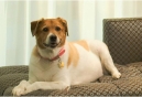 Kimpton Hotels 2nd Annual Paw-parazzi Pet Photo Contest