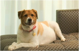 Kimpton Hotels 2nd Annual Paw-parazzi Pet Photo Contest