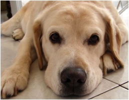 A dog’s eye view of Westminster Kennel Club Show: Reporter goes to the dogs