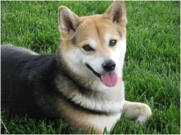 Win a bag of Iams Senior Plus Dog Food