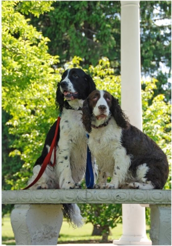 How do you know you are a dog lover?