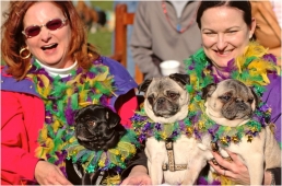 Fabulous Pet Mardi Gras Parade