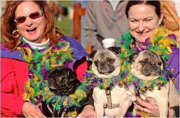 Fabulous Pet Mardi Gras Parade