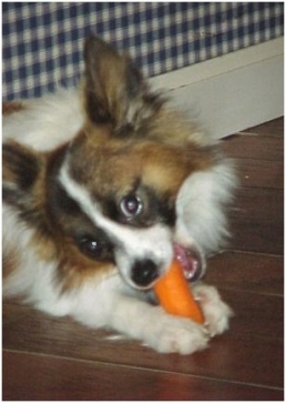 Healthy after-school snacks for kids and dogs to share