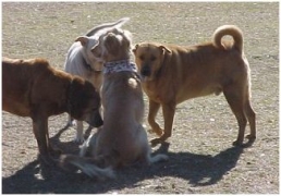 Dog Park Safety Guidelines for Owners and their Dogs