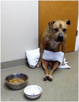 Paraplegic Dog Needs Help For a Second Chance