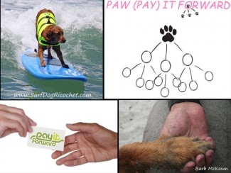Surfing dog inspires