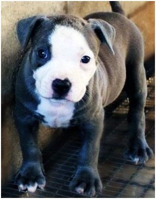 So you think you know a pit bull person?