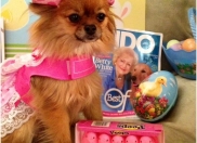 FIDO Friendly Marshmallow Peeps and Dogs Photo Contest Winners