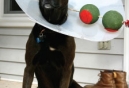 Howl-o-ween on a Boo-string Budget