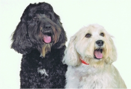 What are some hot products to hit the dog product market? FIDO Friendly knows