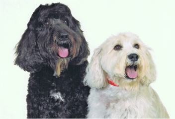 What are some hot products to hit the dog product market? FIDO Friendly knows