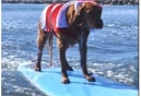 Help a dog feed other dogs in need: Dog lovers unite with Surf Dog Ricochet