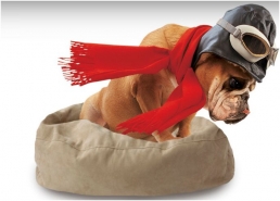 The Original SIDEKICK for Pets: Product review