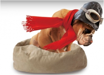 The Original SIDEKICK for Pets: Product review