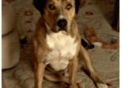 Happy Tail of Survivor the Dog from Petfinder